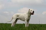 DOGUE ARGENTIN 417